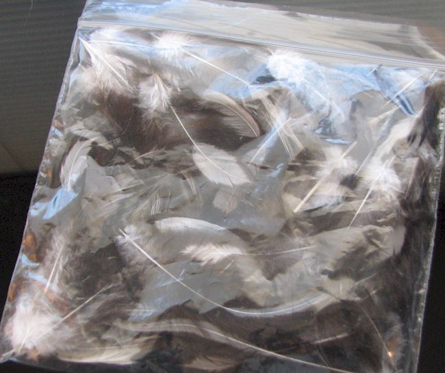 Feathers We Are Proud To Offer A Variety Of From Our White Dove Feathers From Wild Doves
